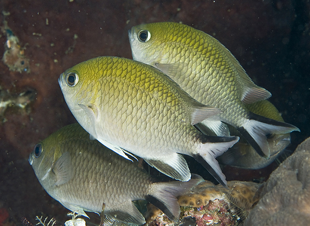 Chromis scotochiloptera